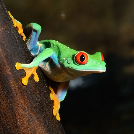 Red-eye tree frog